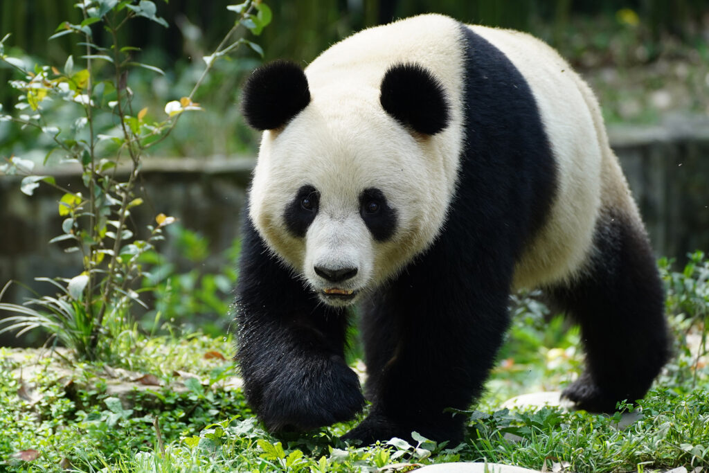 Panda Weibchen Lan Yun