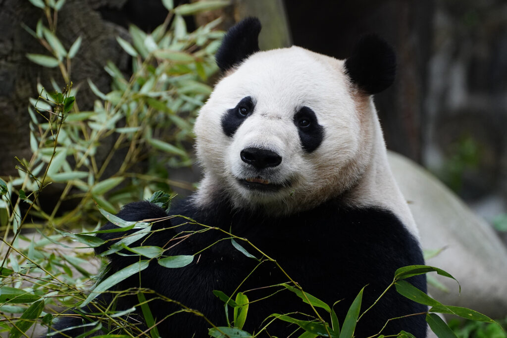 Panda Männchen He Feng